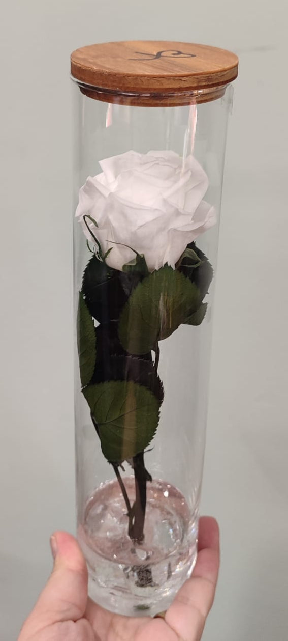 Rosa stabilizzata a stelo