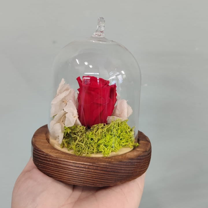 Rosa stabilizzata piccola